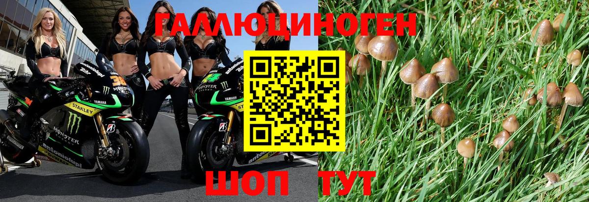 Рязань  Псилоцибиновые грибы Psilocybe  Вход с VPN 